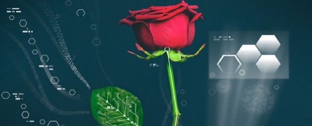 ‘साइबर गुलाब’ को विकास